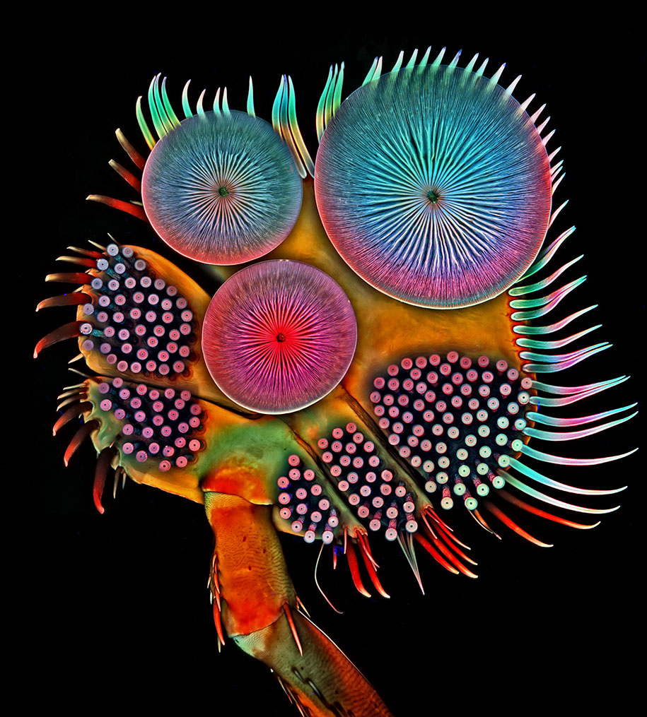 nikon small world photo contest 2016 9