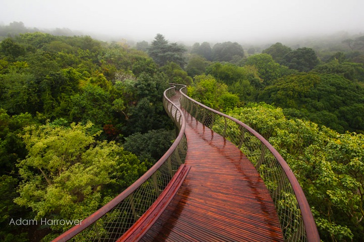 pasarela bosque 01