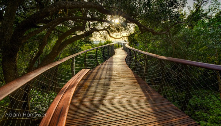 pasarela bosque 02