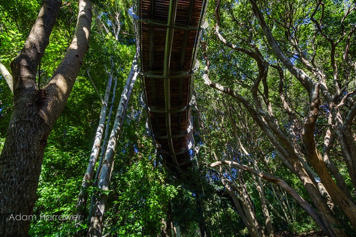 pasarela bosque 04