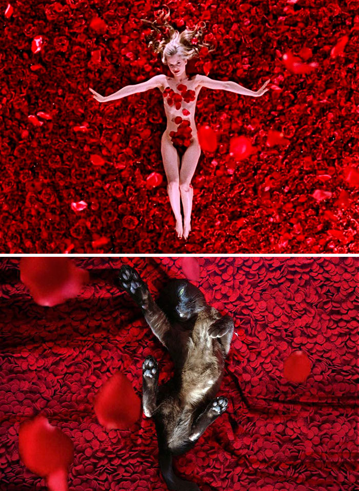 pelis gatos 05