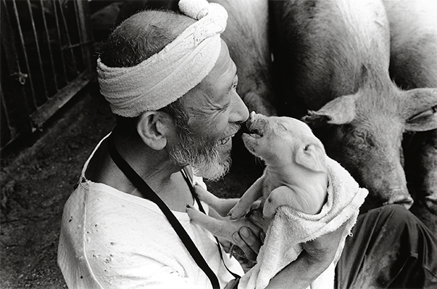 pig farmer cerdo granjero Toshiteru Yamaji