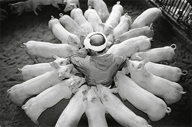 pig farmer cerdo granjero Toshiteru Yamaji2