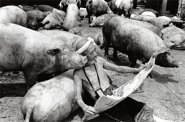 pig farmer cerdo granjero Toshiteru Yamaji3