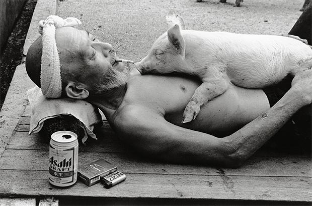 pig farmer cerdo granjero Toshiteru Yamaji5