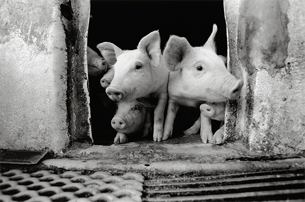 pig farmer cerdo granjero Toshiteru Yamaji6
