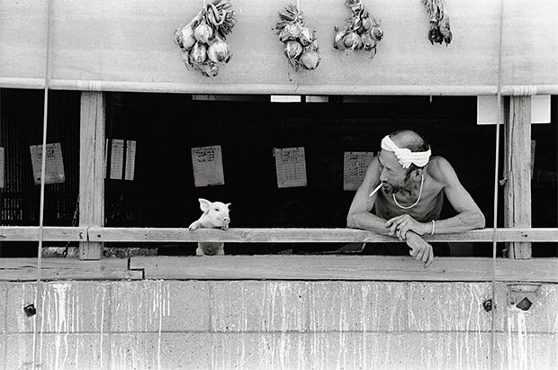 pig farmer cerdo granjero Toshiteru Yamaji7