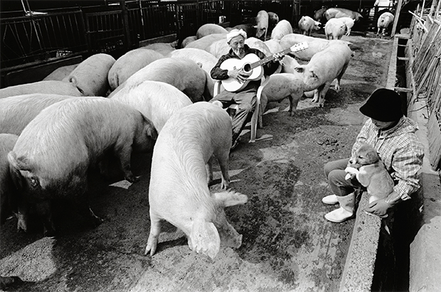 pig farmer cerdo granjero Toshiteru Yamaji8