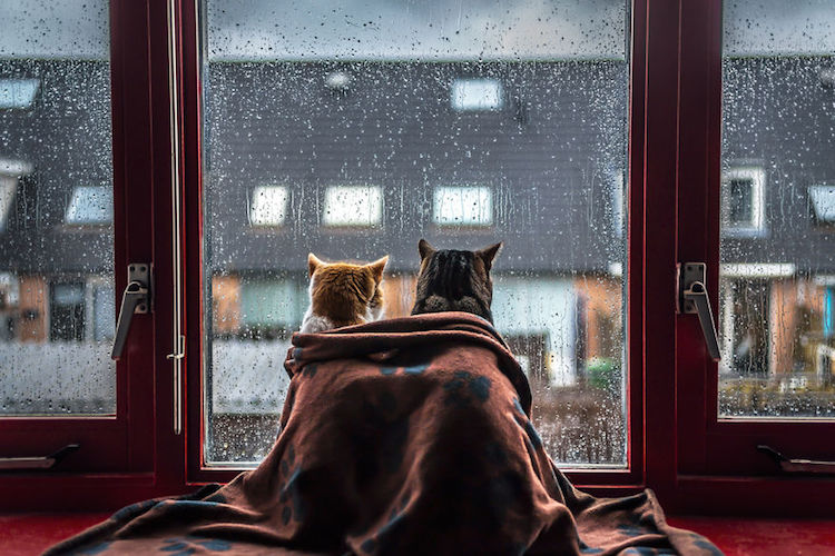 Felicity Berkleef gatos lluvia