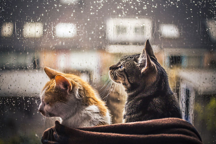 Felicity Berkleef gatos lluvia 2