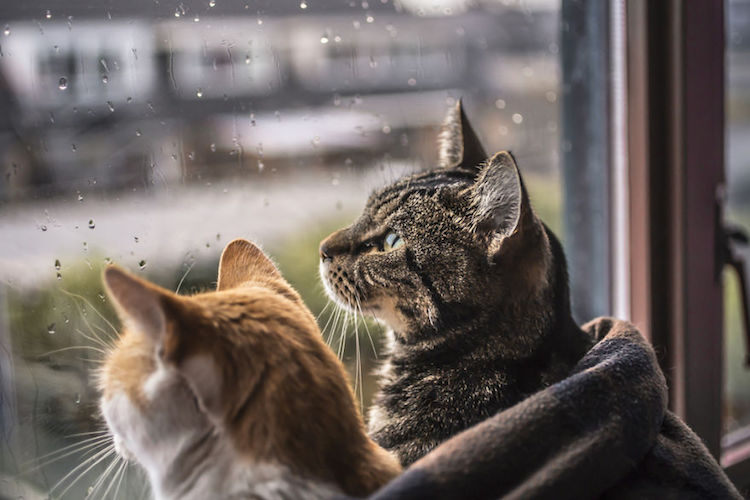 Felicity Berkleef gatos lluvia 3