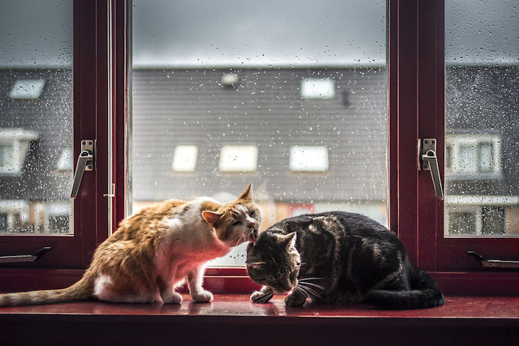Felicity Berkleef gatos lluvia 4