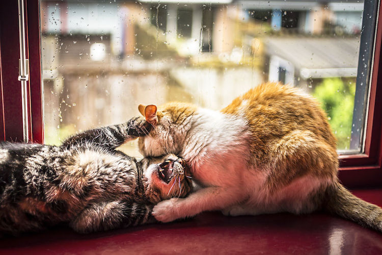 Felicity Berkleef gatos lluvia 5