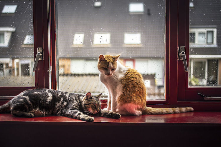Felicity Berkleef gatos lluvia 6