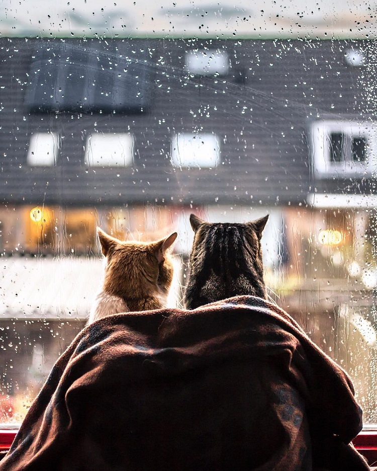Felicity Berkleef gatos lluvia 7