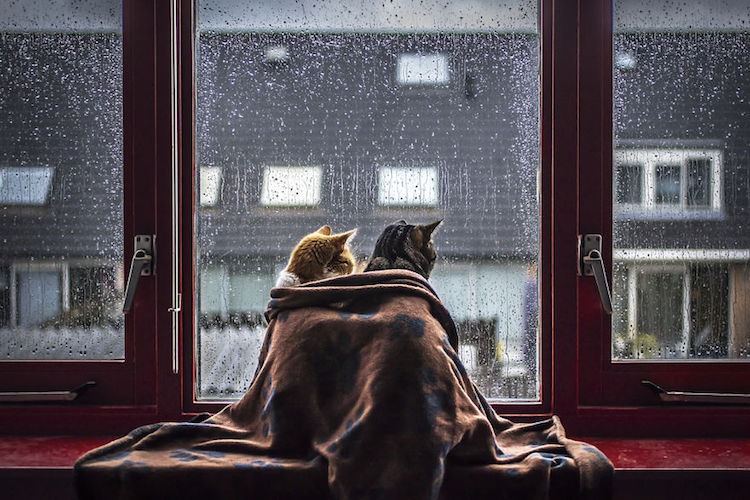 Felicity Berkleef gatos lluvia 8