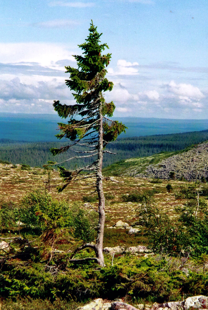 Norwegian tree Fulufjallet Mountain Sweden