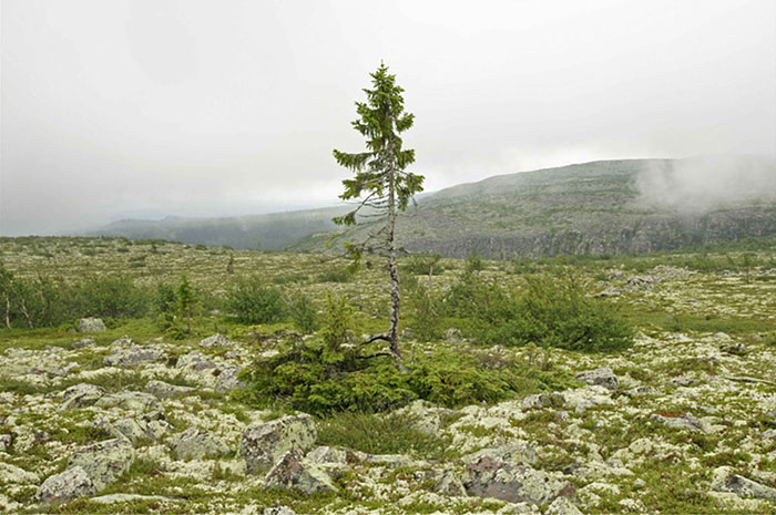 Norwegian tree Fulufjallet Mountain Sweden 2