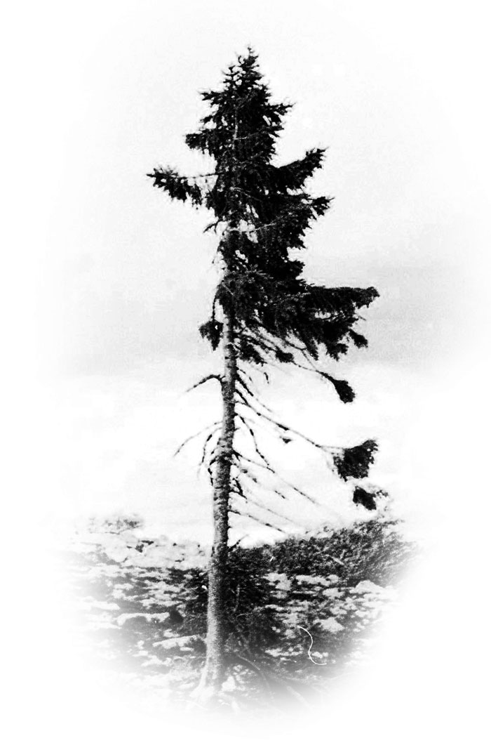 Norwegian tree Fulufjallet Mountain Sweden 3