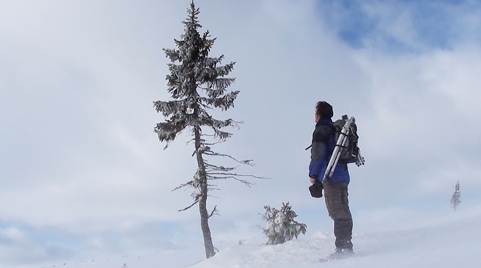 Norwegian tree Fulufjallet Mountain Sweden 4