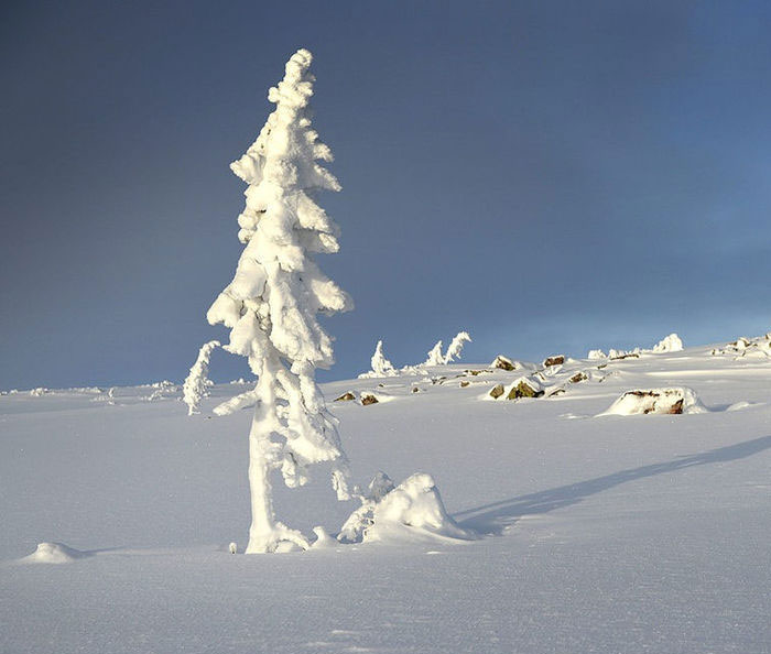 Norwegian tree Fulufjallet Mountain Sweden 5