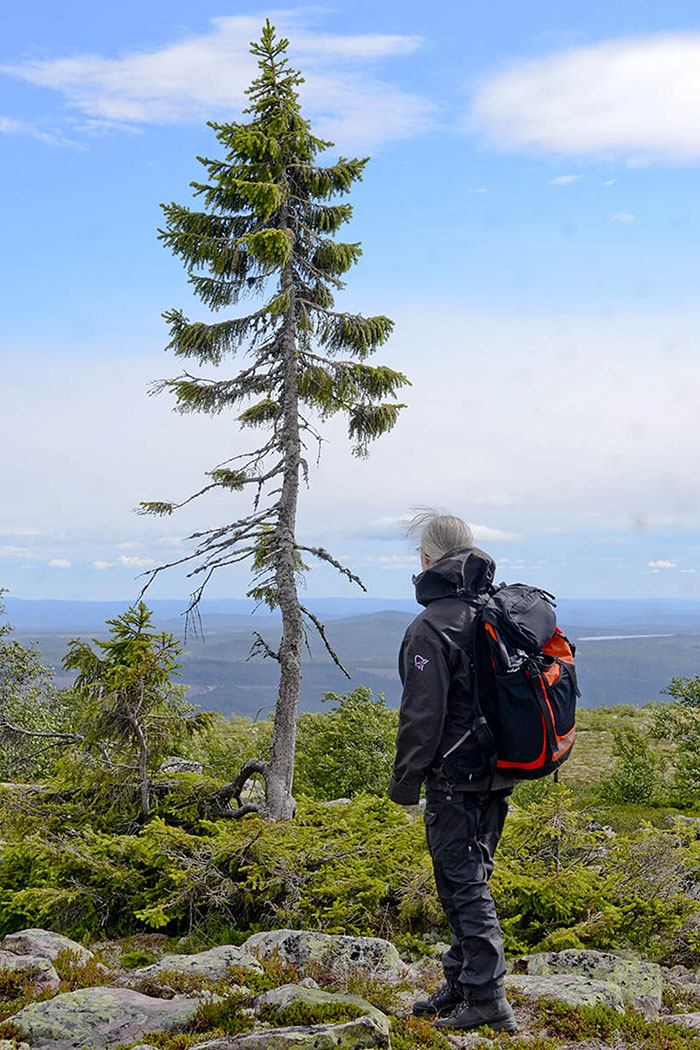 Norwegian tree Fulufjallet Mountain Sweden 6