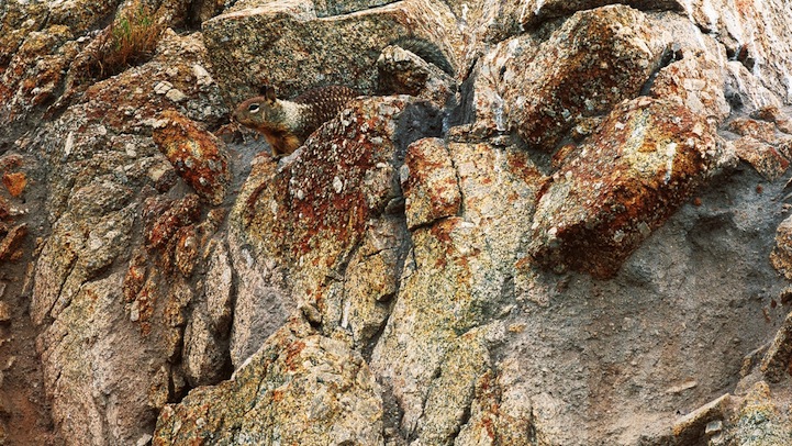 animales camuflados 02