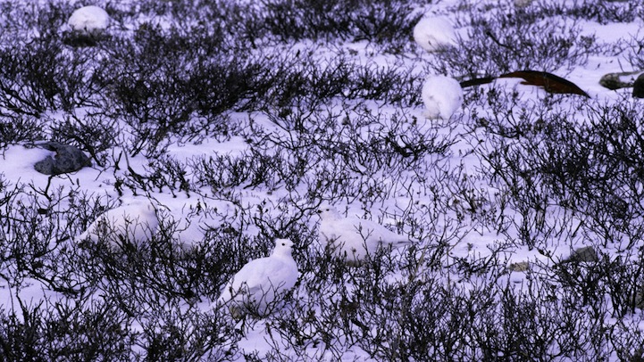 animales camuflados 05