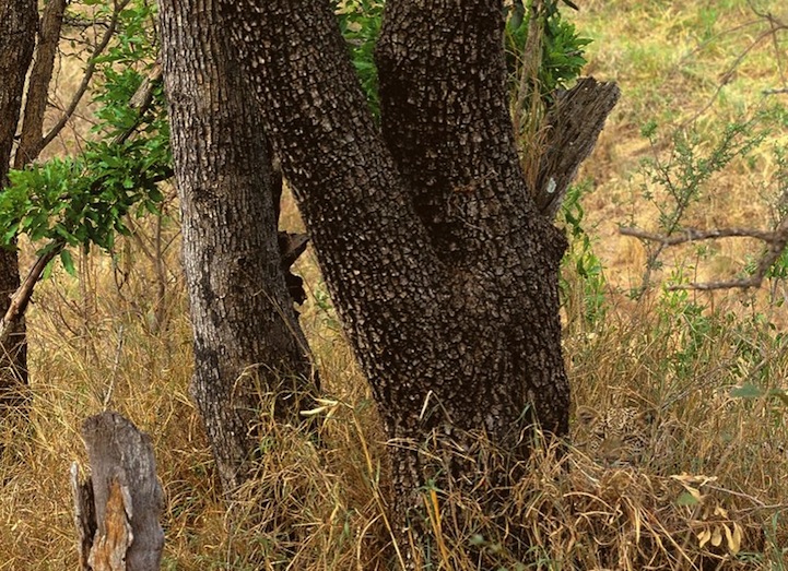 animales camuflados 07
