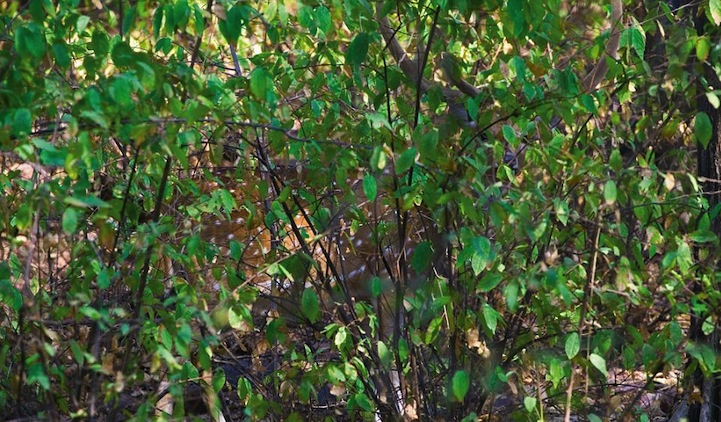 animales camuflados 10