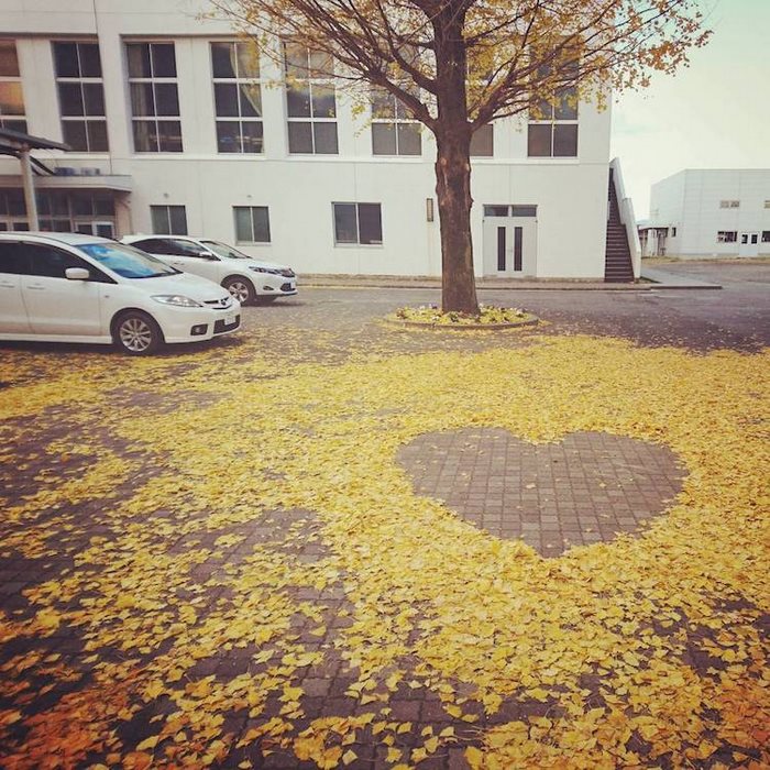 arte con hojas caidas 20
