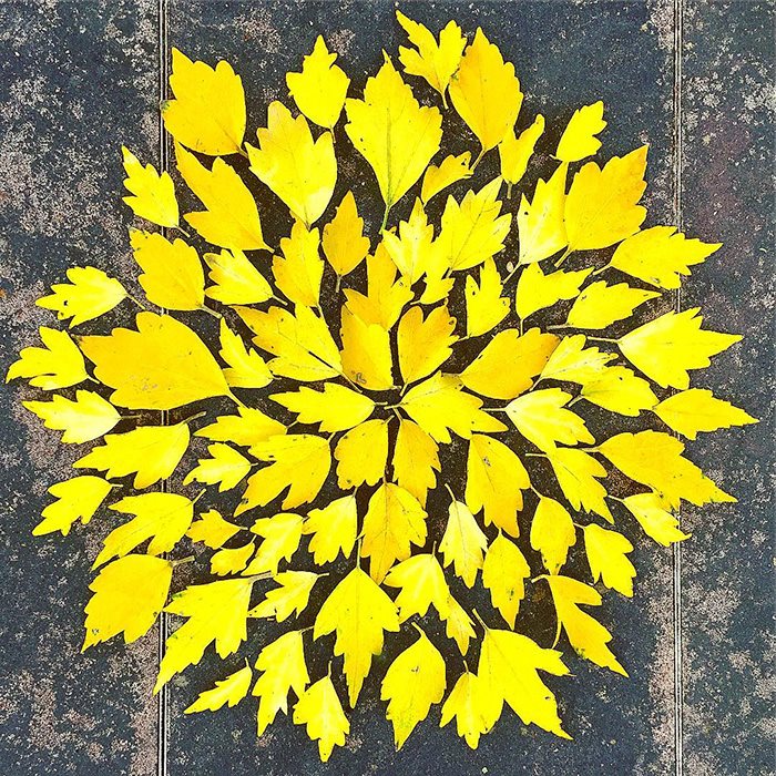 arte con hojas caidas 5