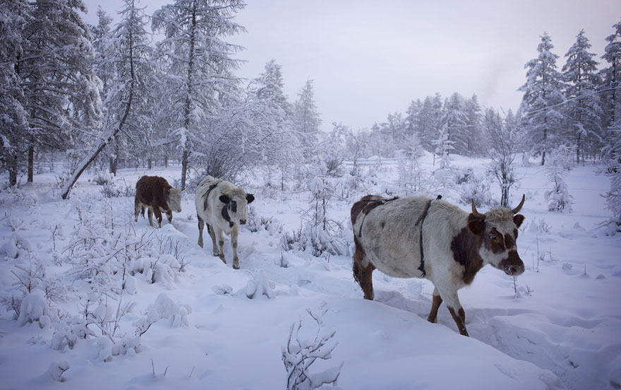 coldest village oymyakon russia amos chaple 16