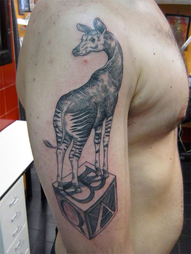 dambra tatu 10