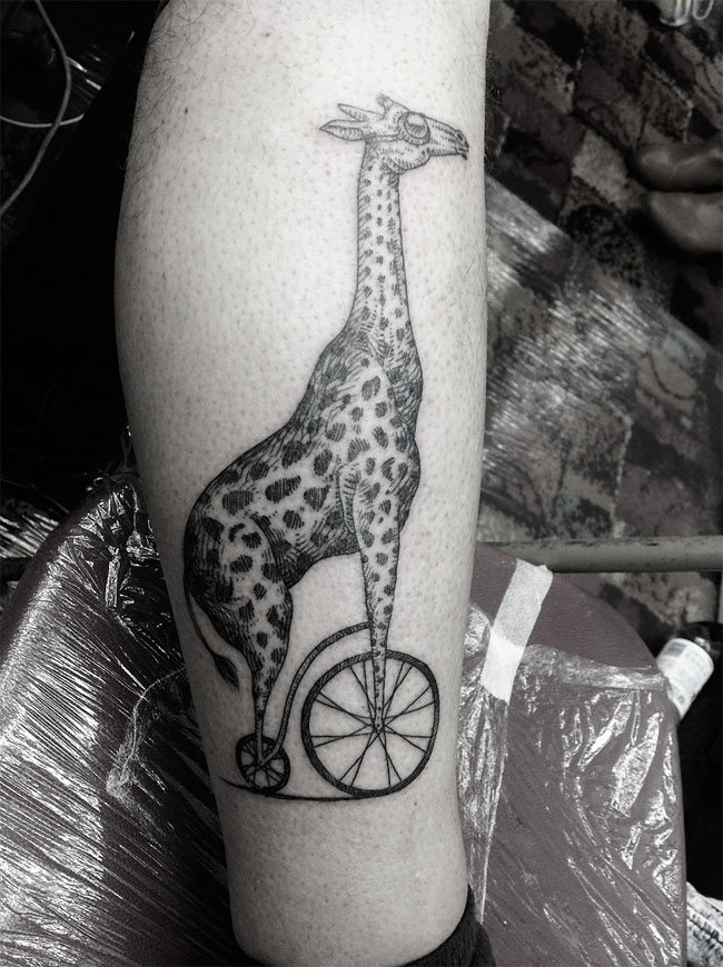 dambra tatu 16
