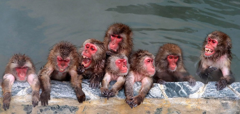 macacos monos felices 2