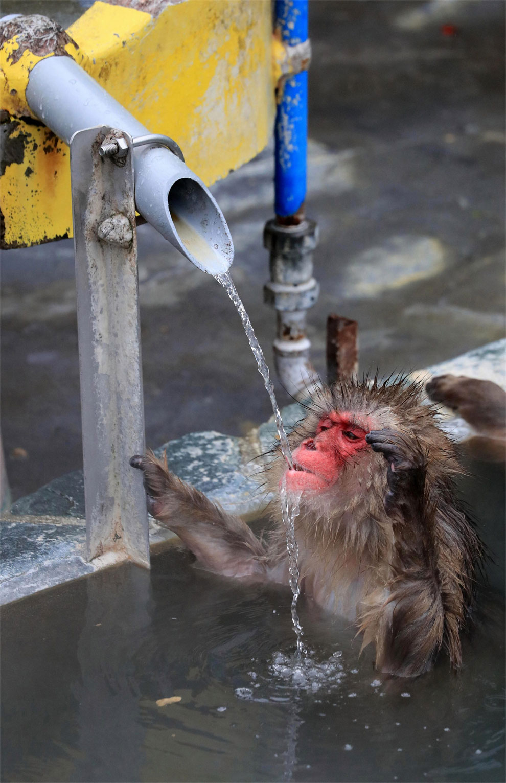 macacos monos felices 5