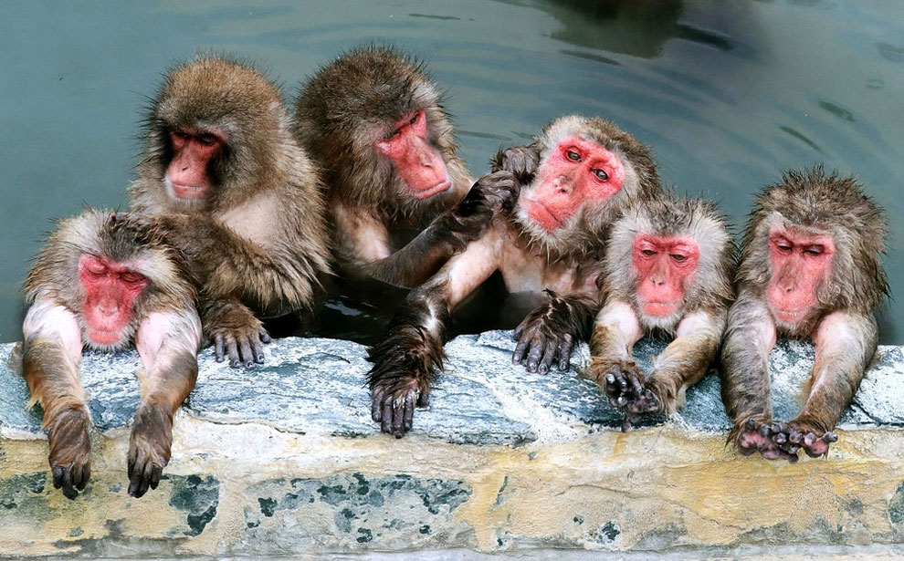 macacos monos felices 8