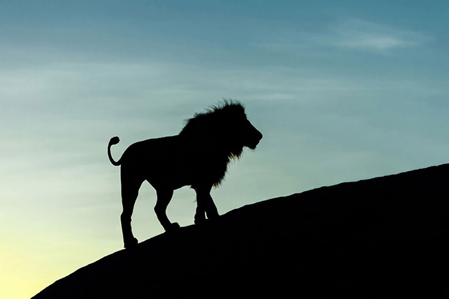 Marc Mol Sabana Africana Cultura Inquieta 1