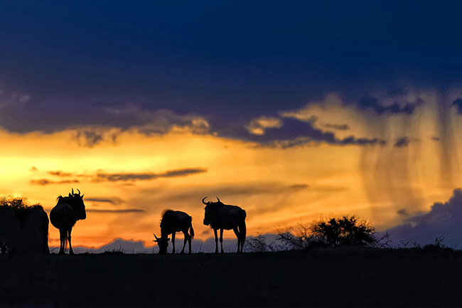 Marc Mol Sabana Africana Cultura Inquieta 10