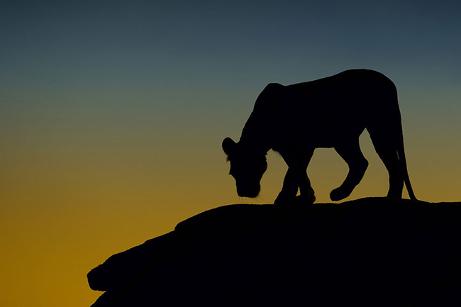Marc Mol Sabana Africana Cultura Inquieta 12