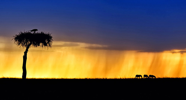 Marc Mol Sabana Africana Cultura Inquieta 2