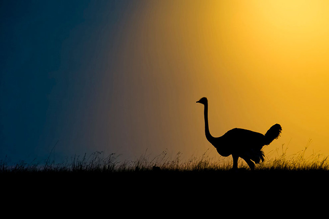 Marc Mol Sabana Africana Cultura Inquieta 4