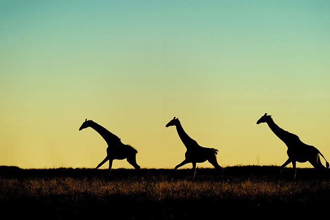 Marc Mol Sabana Africana Cultura Inquieta 5