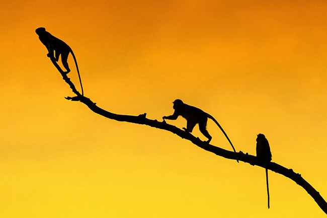 Marc Mol Sabana Africana Cultura Inquieta 6