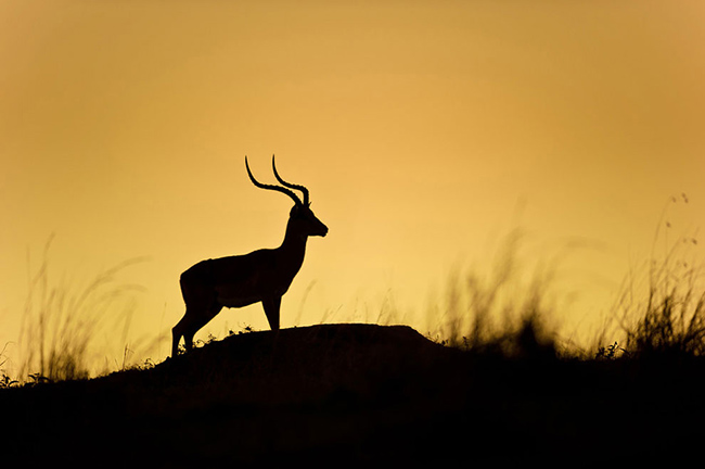 Marc Mol Sabana Africana Cultura Inquieta 7