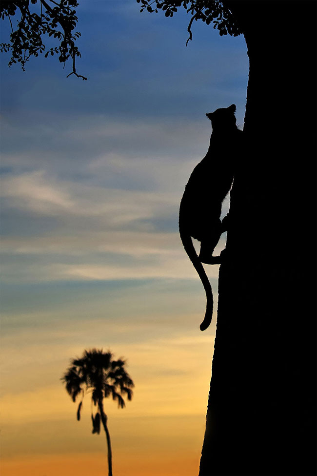 Marc Mol Sabana Africana Cultura Inquieta 8
