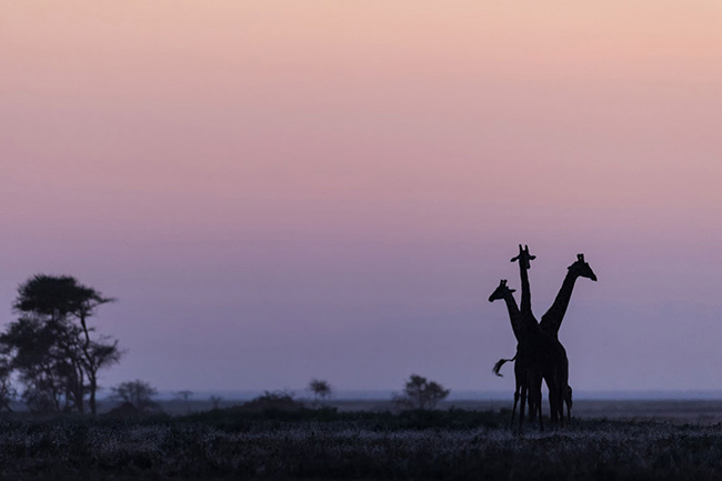 Marc Mol Sabana Africana Cultura Inquieta 9