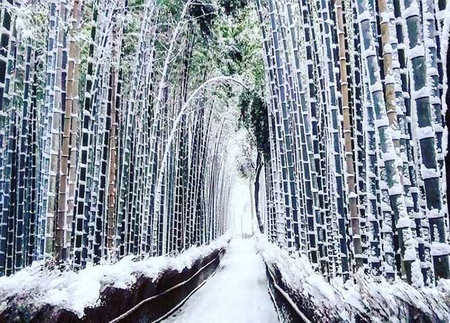 Nevada en Kyoto Cultura Inquieta 6