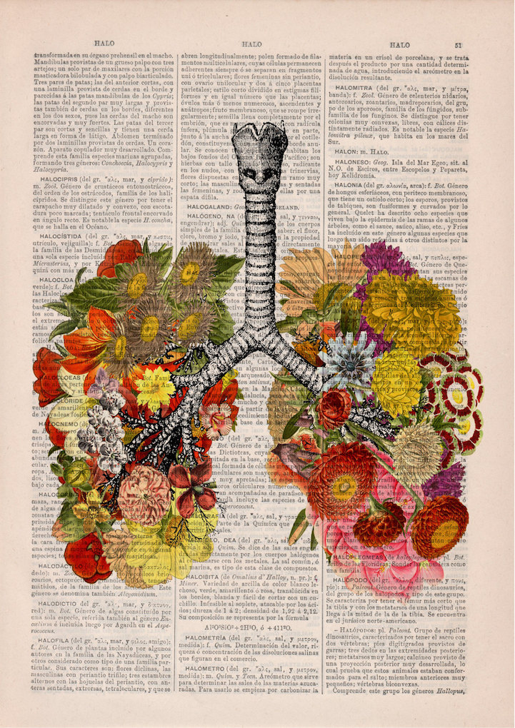 PRRINT ilustraciones anatomia flores